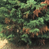 Conifer mite cost