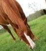 soil analysis - grazing horses